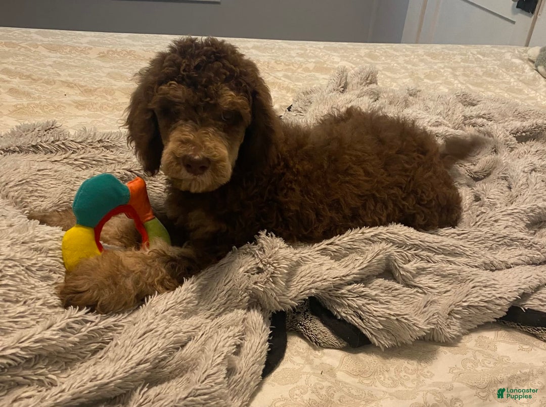 Gallery Image {{count}}