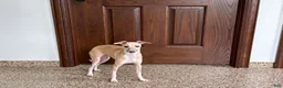 Italian Greyhound dogs for sale: Norm - Ad 5