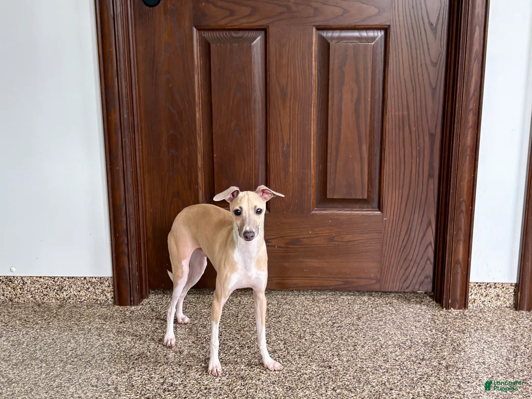 Italian Greyhound dogs for sale: Norm - Ad 5