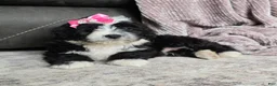 Mini Bernedoodle dogs for sale: Mini Wendy - Ad 23