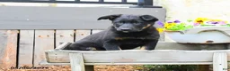 Mixed Breed dogs for sale: Callie  - Ad 3