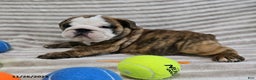 English Bulldog dogs for sale: Lulu - Ad 4