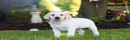 Labrador Retriever dogs for sale: Kurt - Ad 13
