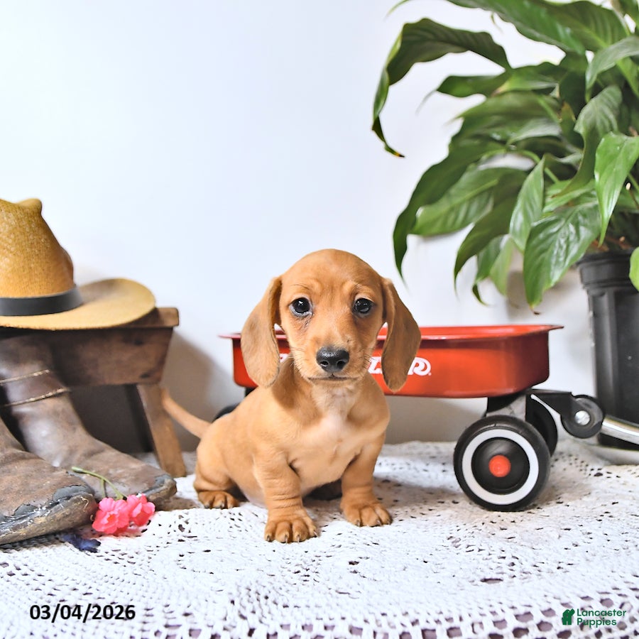 Miniature Dachshund dogs Sparky - Ad 1