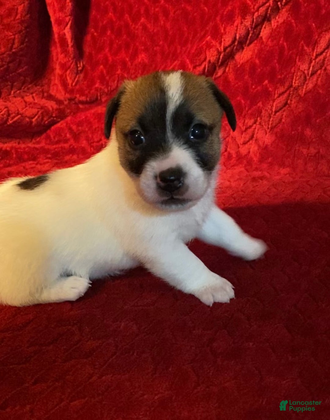 Jack Russell Terrier Puppy for sale in Broken Bow Lancaster