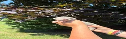Great Dane dogs for sale: Savannah - Ad 4