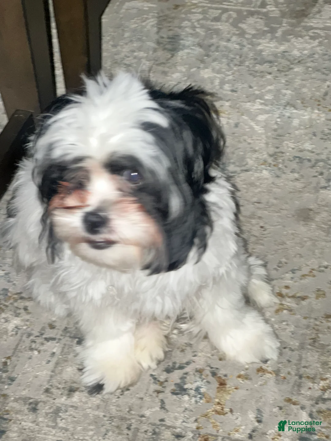 Malshi dogs for sale: Malshi Puppy 1 - Ad 3