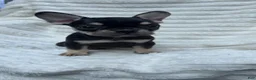 French Bulldog dogs for sale: French Bulldog Black and tan  - Ad 3