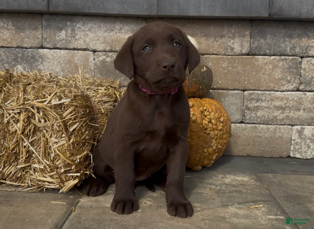 Labrador Retriever dogs for sale: Cedar  - Ad 1