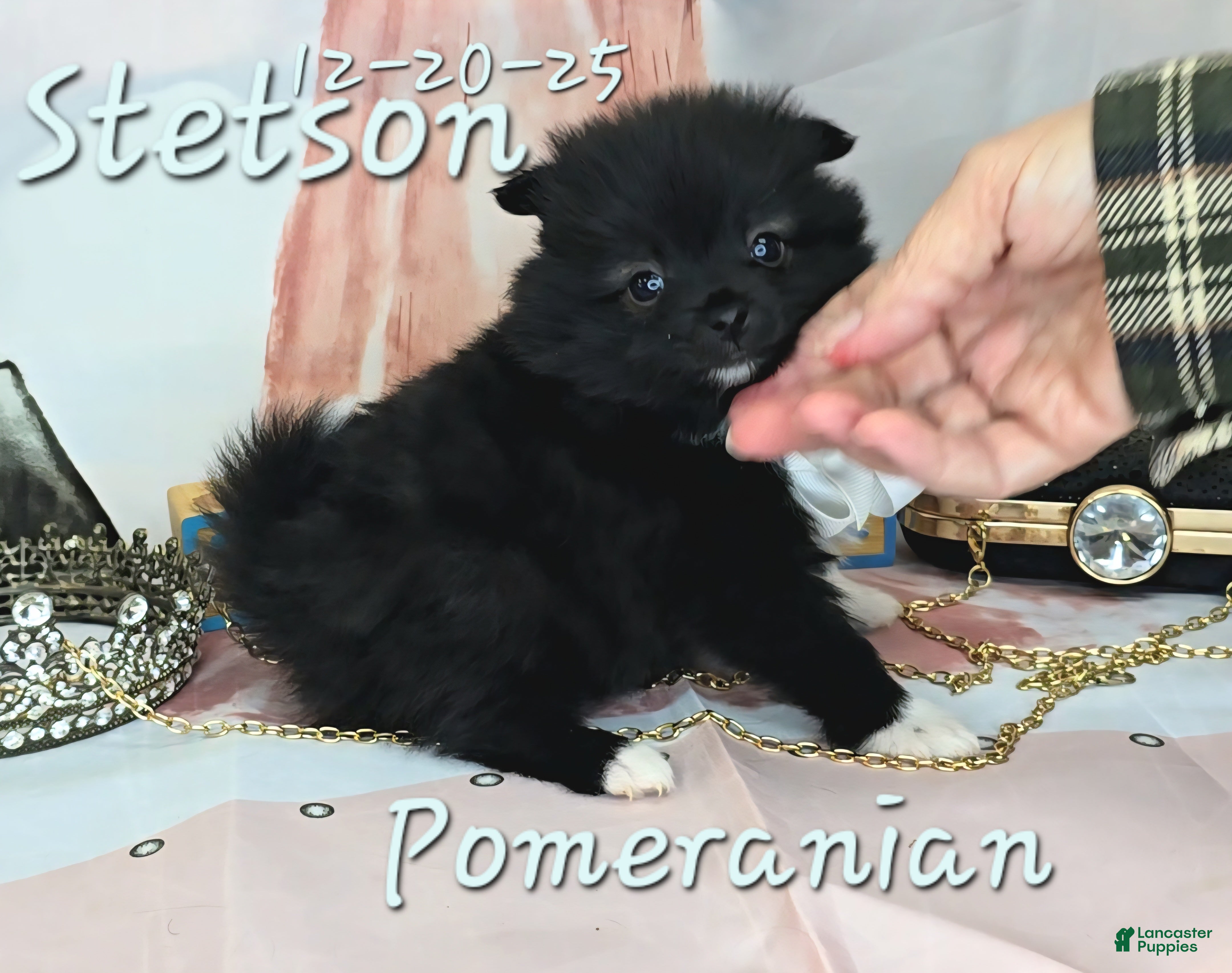 Pomeranian dogs Pomeranian Puppy 3 - Ad 1