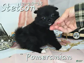 Pomeranian dogs Pomeranian Puppy 3 - Ad 1