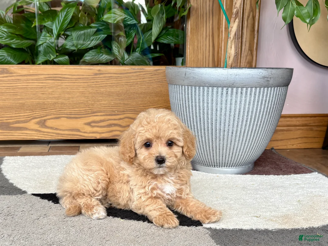 Mixed Breed dogs for sale: Mixed Breed 2 - Ad 2