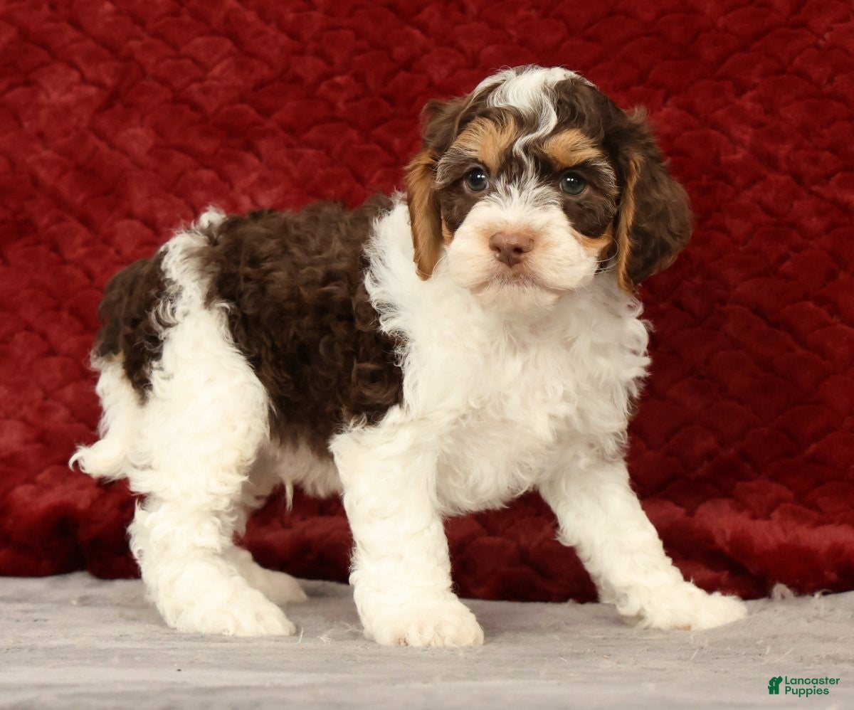 Cavapoo dogs for sale: Wyatt - Ad 2