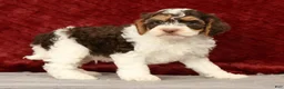Cavapoo dogs for sale: Wyatt - Ad 2
