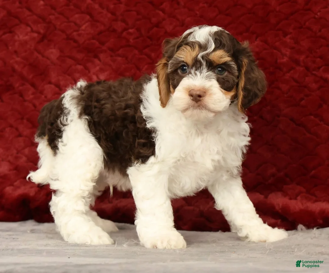 Cavapoo dogs for sale: Wyatt - Ad 2