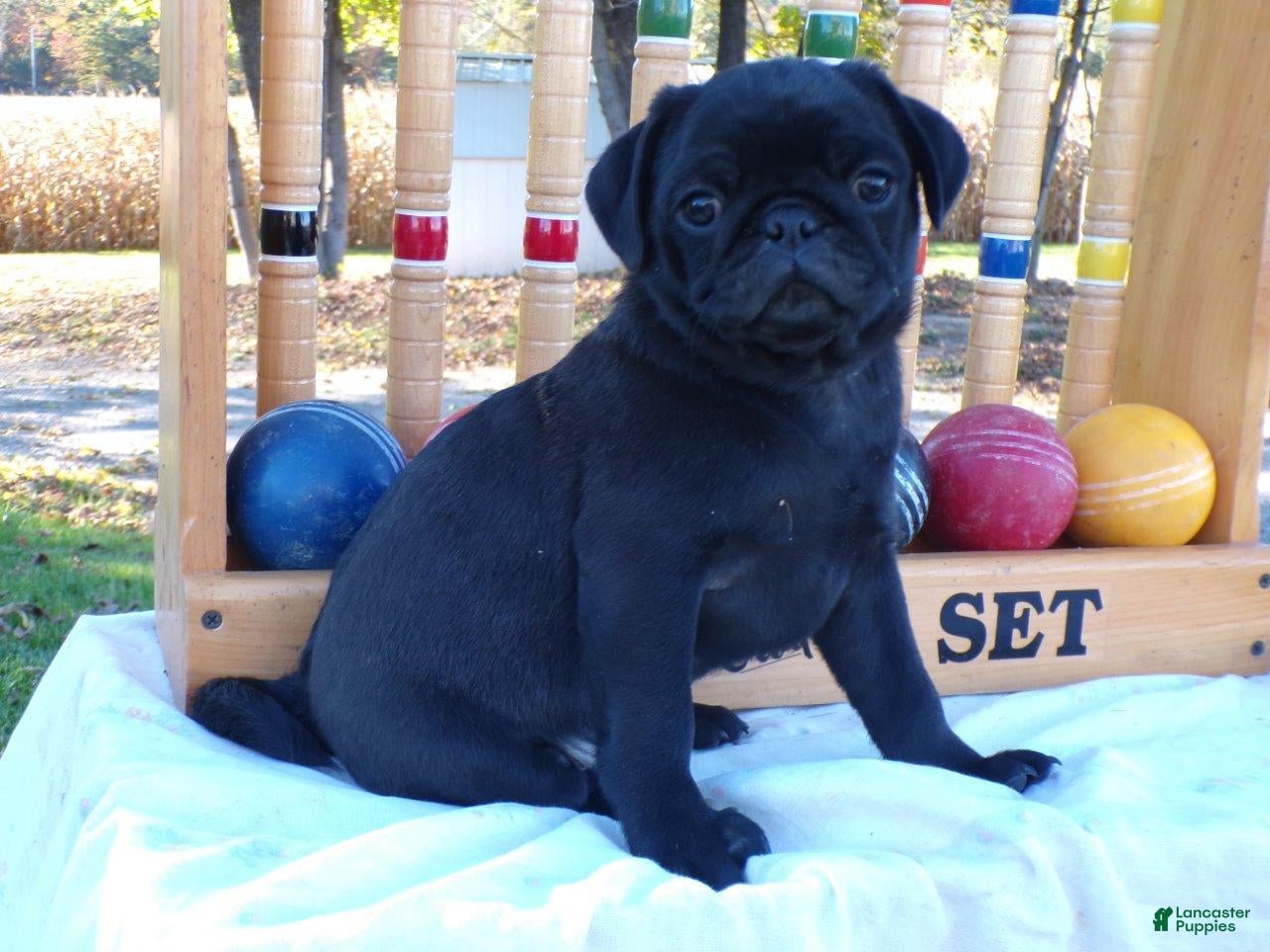 Pug dogs for sale: Blackie - Ad 2