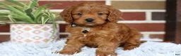 Cavapoo dogs for sale: Everest - Ad 7