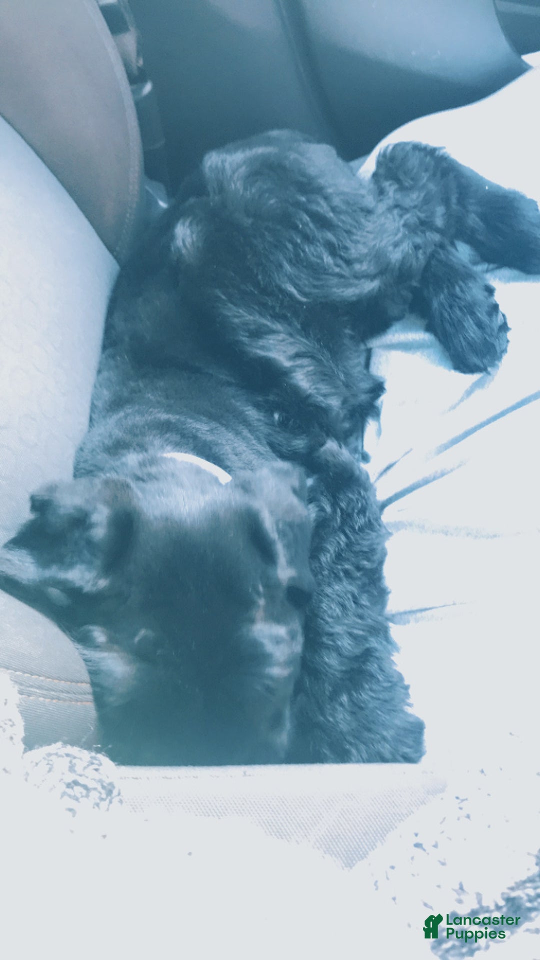 Giant Schnauzer dogs for sale: Giant Schnauzer Puppy 2 - Ad 4