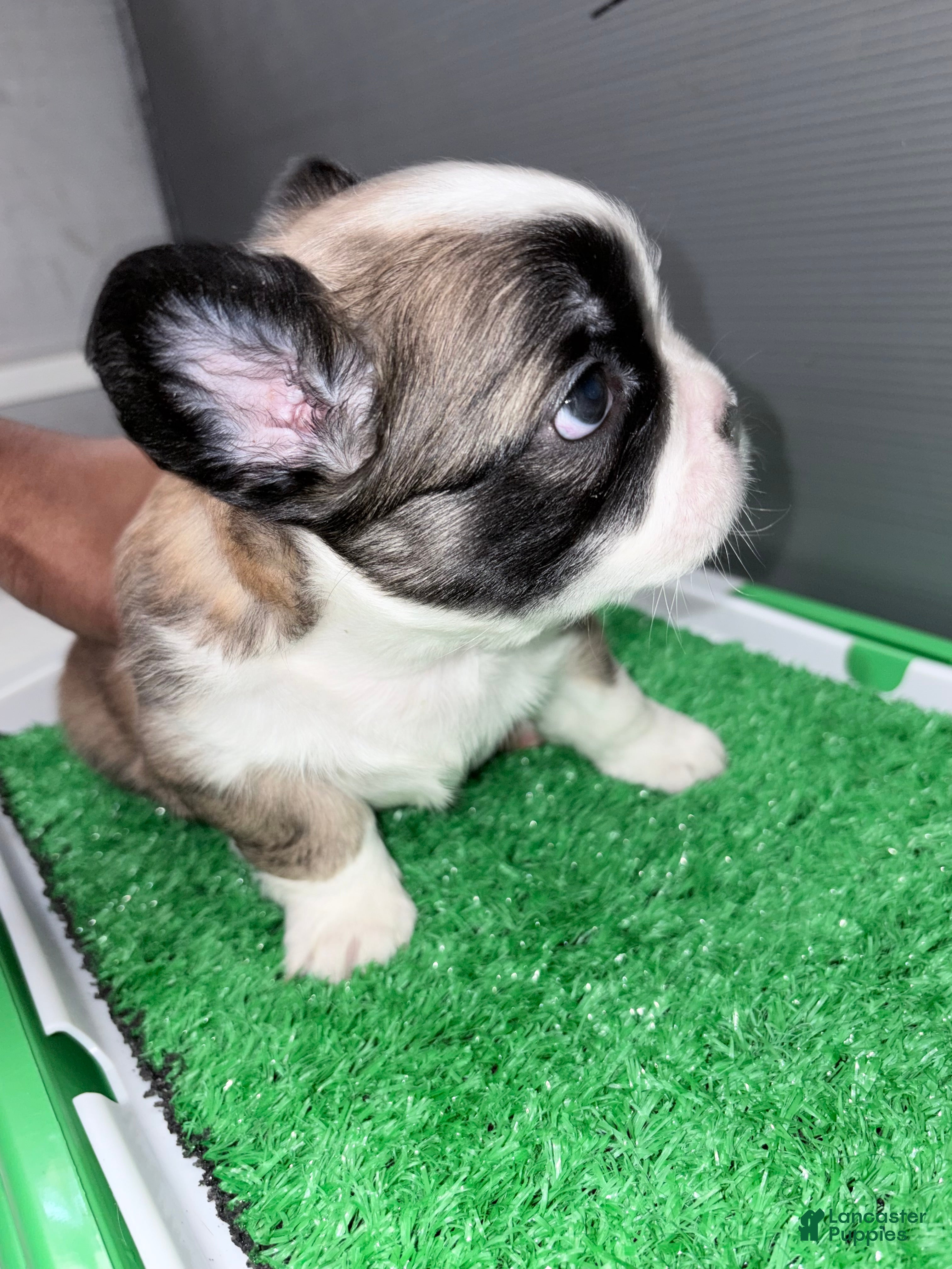 French Bulldog dogs French Bulldog  - Ad 3