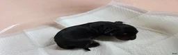 Doberman Pinscher dogs for sale: Doberman Pinscher Puppy 1 - Ad 3
