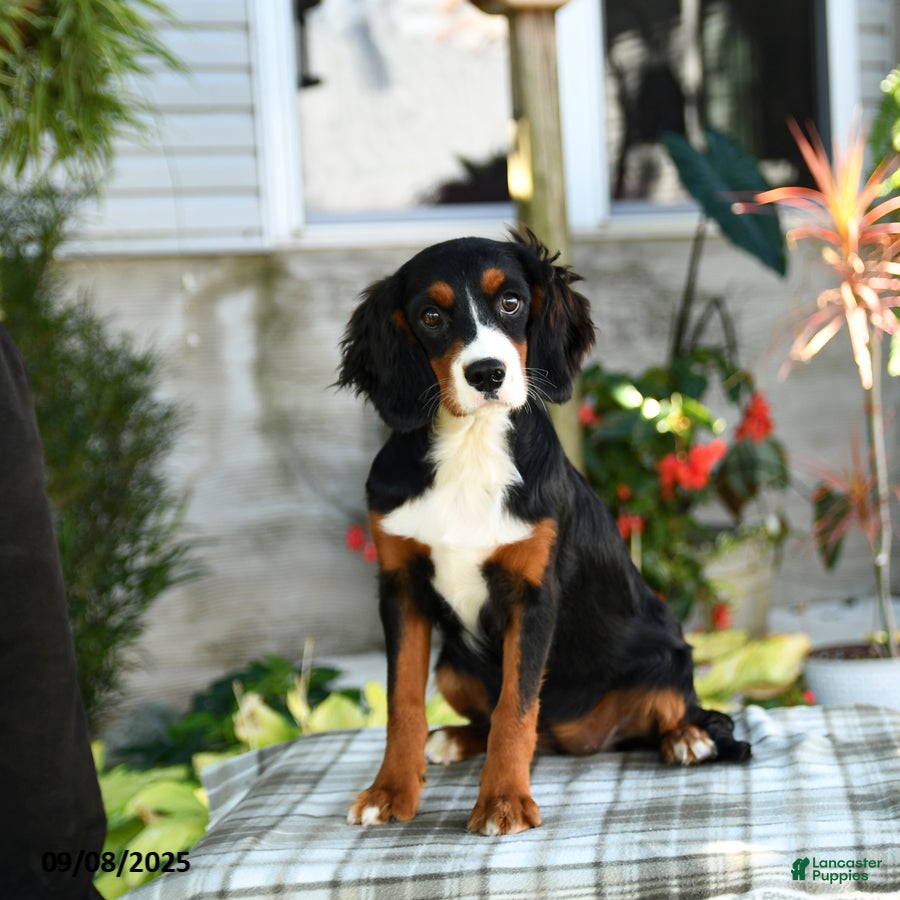 Miniature Bernese Mountain Dog dogs Rosa  - Ad 3