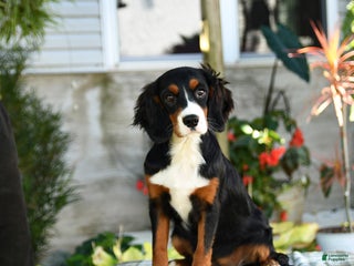 Miniature Bernese Mountain Dog dogs Rosa - Ad 3