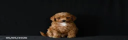 Miniature Poodle dogs for sale: Felix - Ad 3