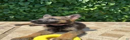 German Shepherd dogs for sale:  Blossom  - Ad 4