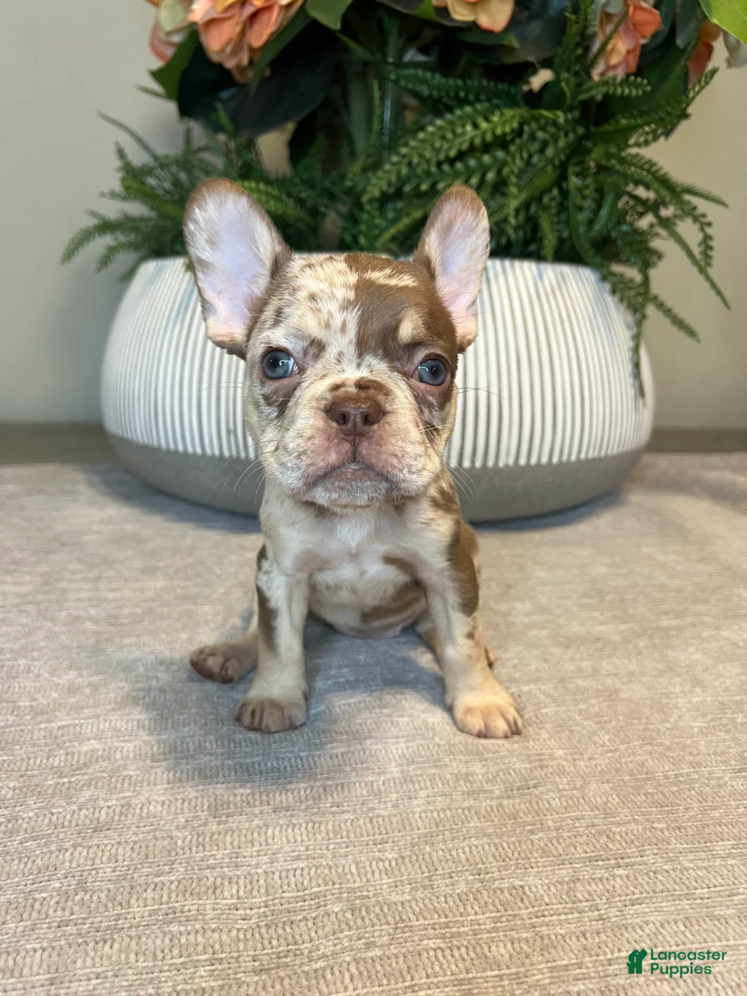 French Bulldog dogs for sale: Maple - Ad 4