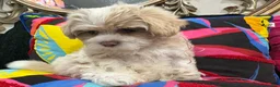 Mixed Breed dogs for sale: Seven - Ad 3