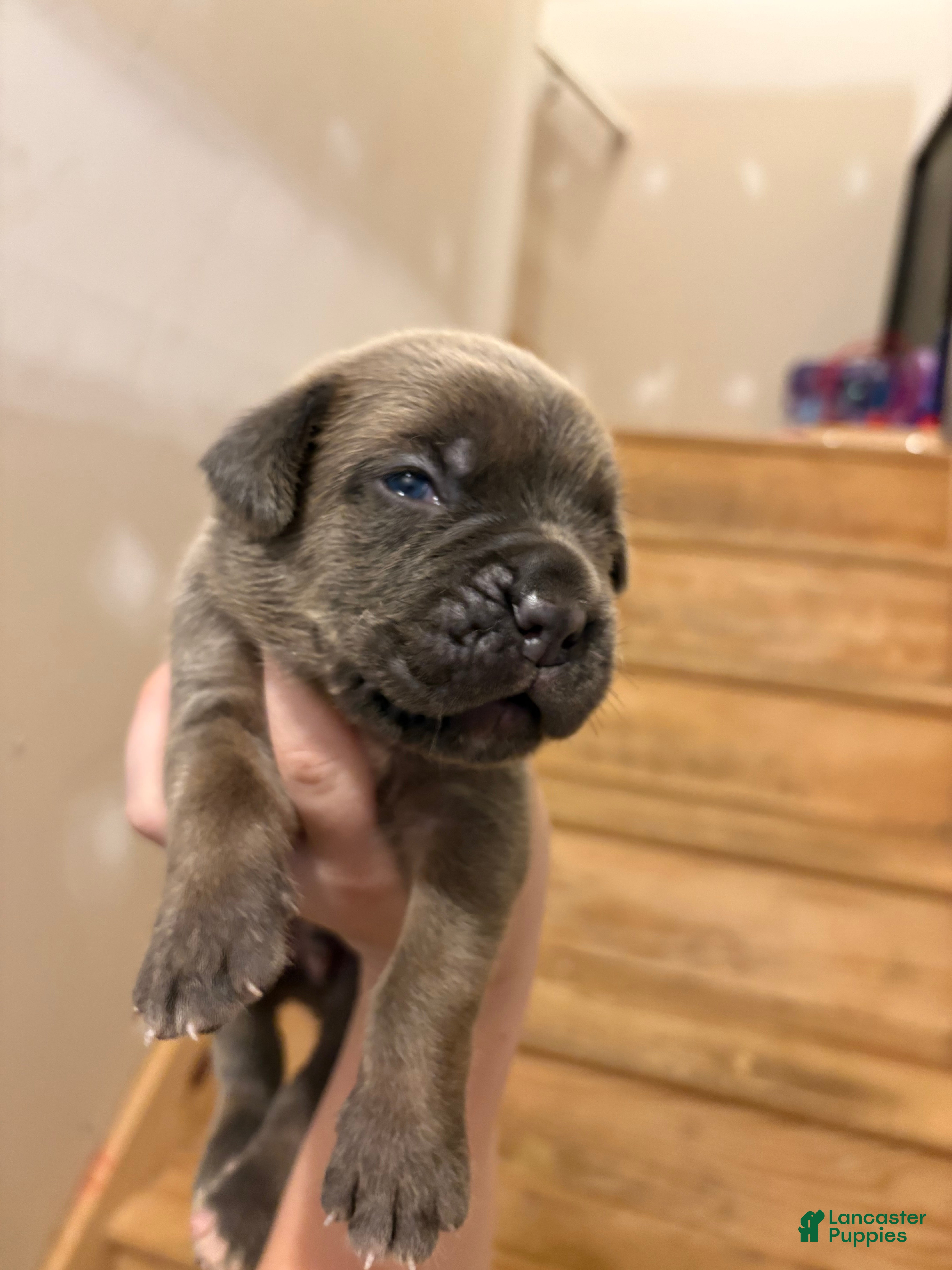 Cane Corso dogs Chase - Ad 29