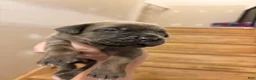 Cane Corso dogs for sale: Chase - Ad 1
