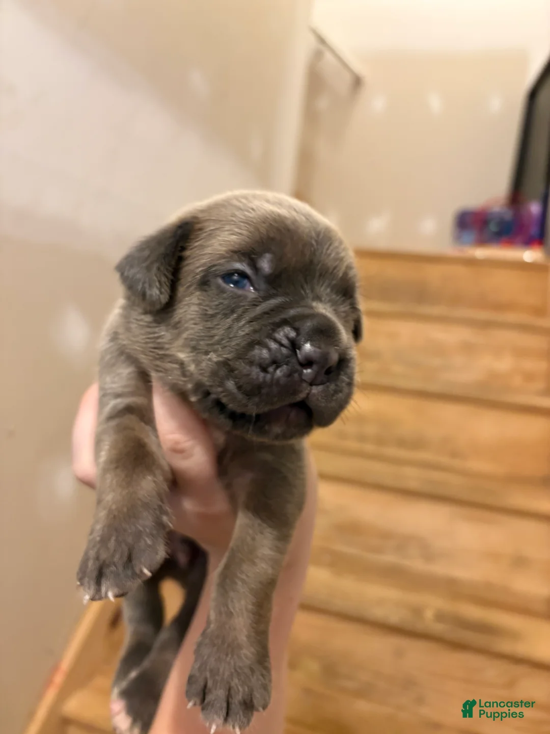 Cane Corso dogs for sale: Chase - Ad 1