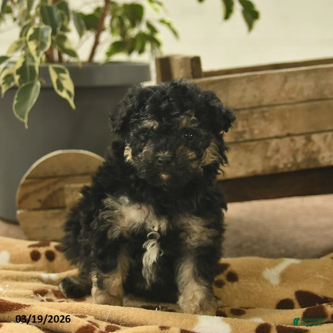Toy Poodle dogs for sale: Viola  - Ad 2