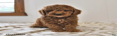 Basil