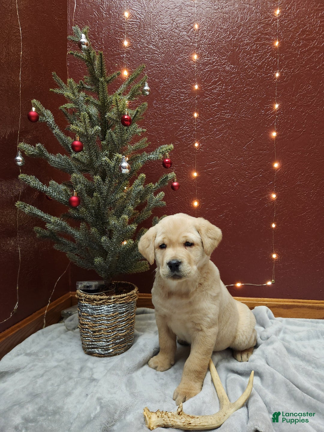 Labrador Retriever dogs for sale: Ivory  - Ad 1