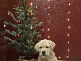 Labrador Retriever dogs Ivory - Ad 2