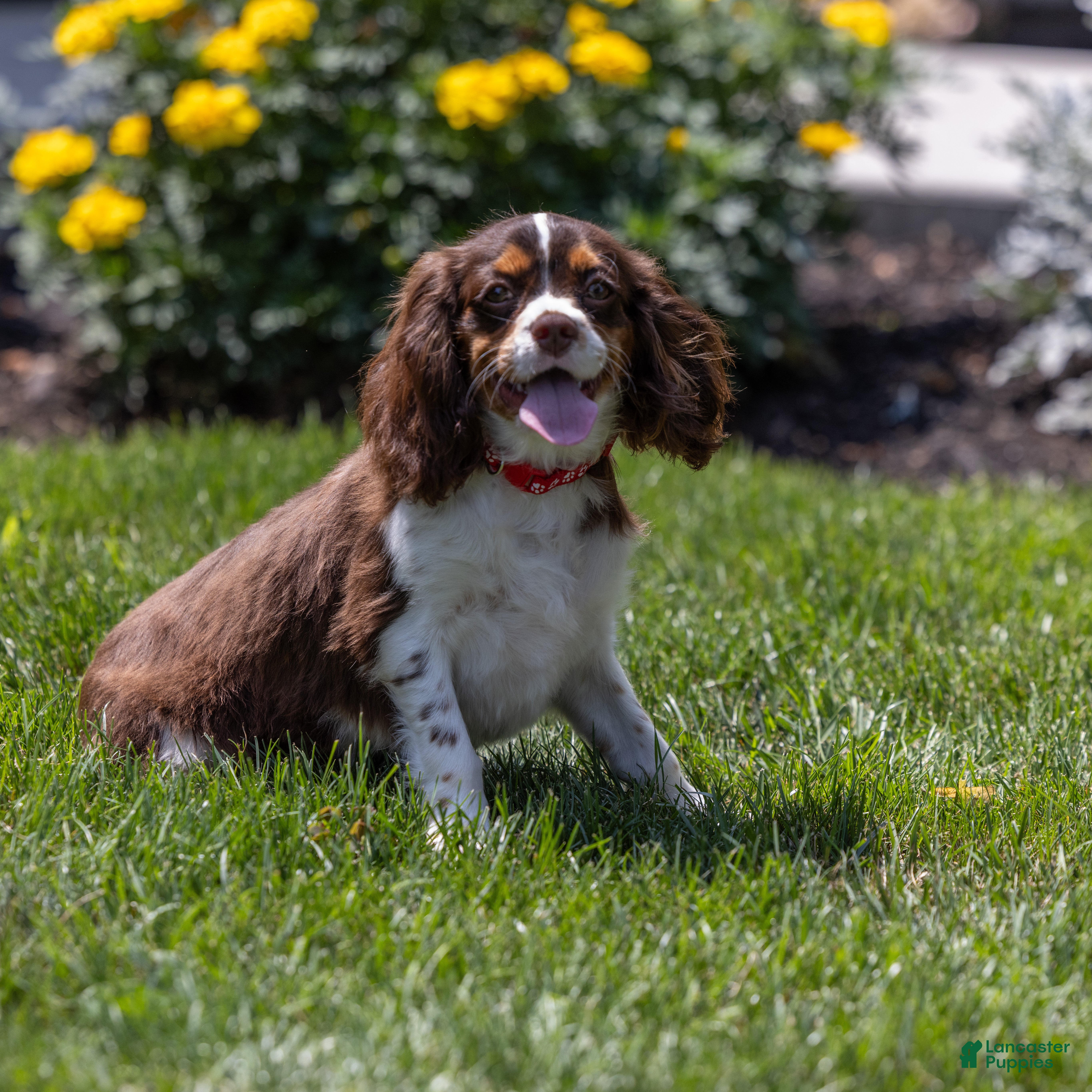 Cavalier King Charles Spaniel dogs Harley Davidson  - Ad 2