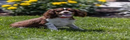 Cavalier King Charles Spaniel dogs for sale: Harley Davidson  - Ad 2