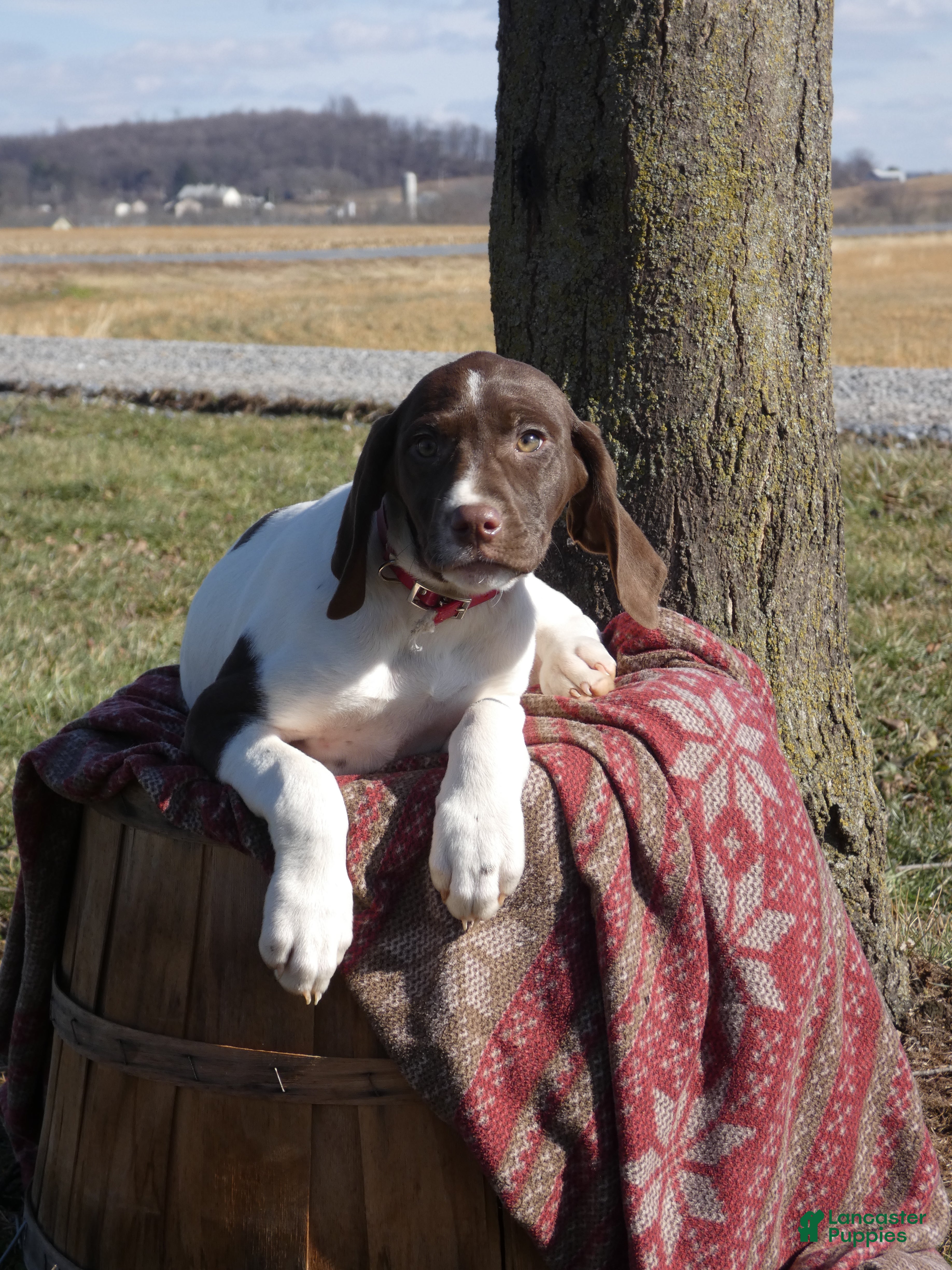 Mixed Breed dogs Lollie - Ad 15