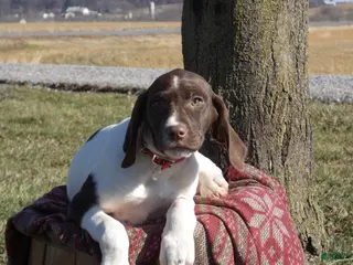 Mixed Breed dogs Lollie - Ad 15