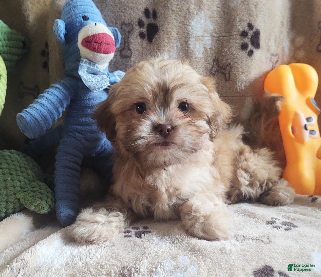 Shihpoo dogs for sale: hambone - Ad 4
