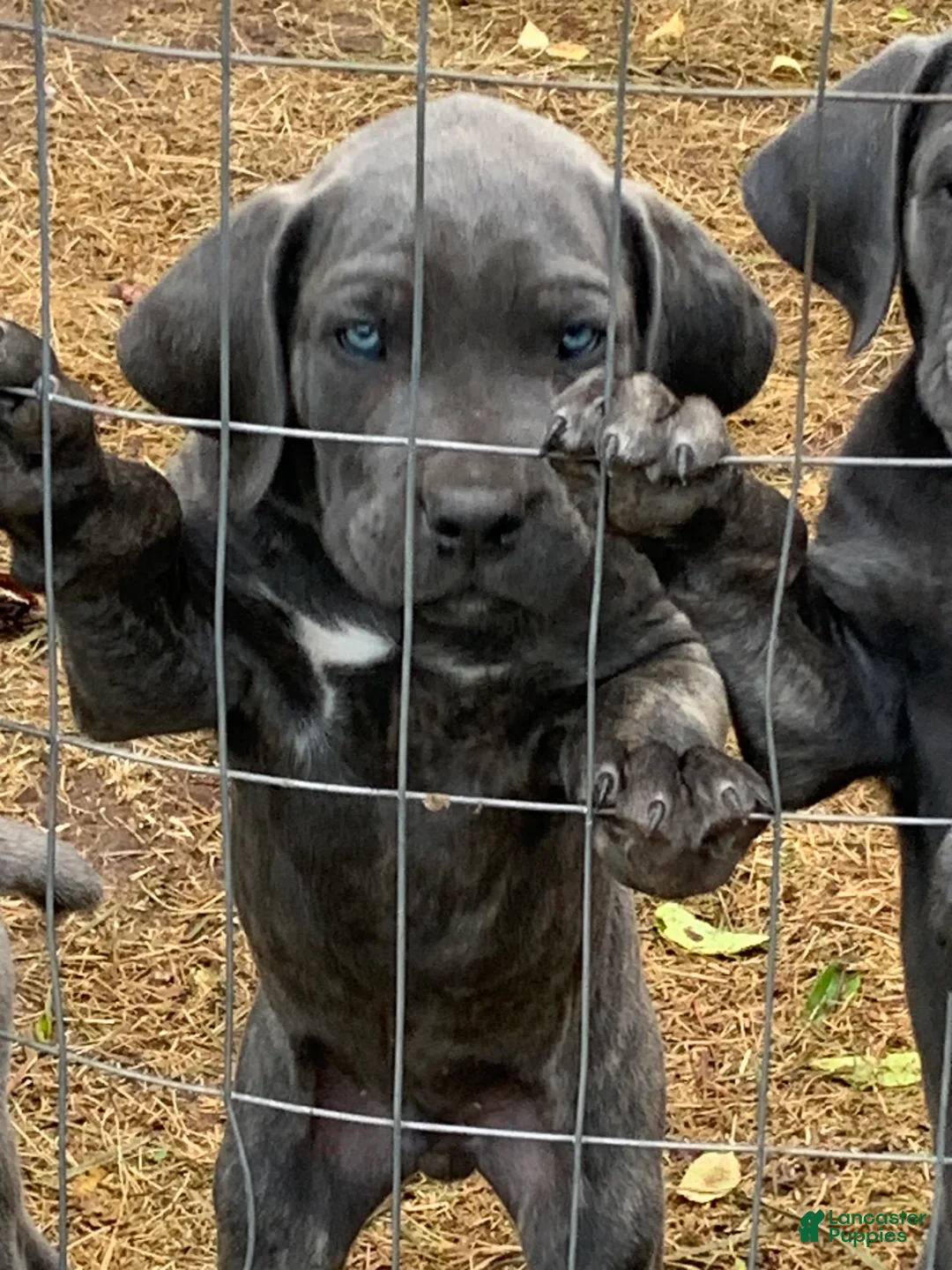 Gallery Image {{count}}