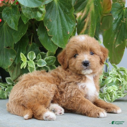 Mini Goldendoodle dogs for sale: Felicity - Ad 3