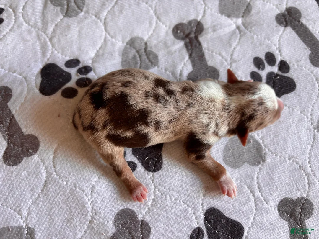 Miniature Schnauzer dogs for sale: Miniature Schnauzer 2 - Ad 2