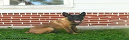 Belgian Malinois dogs for sale: Pringles - Ad 4