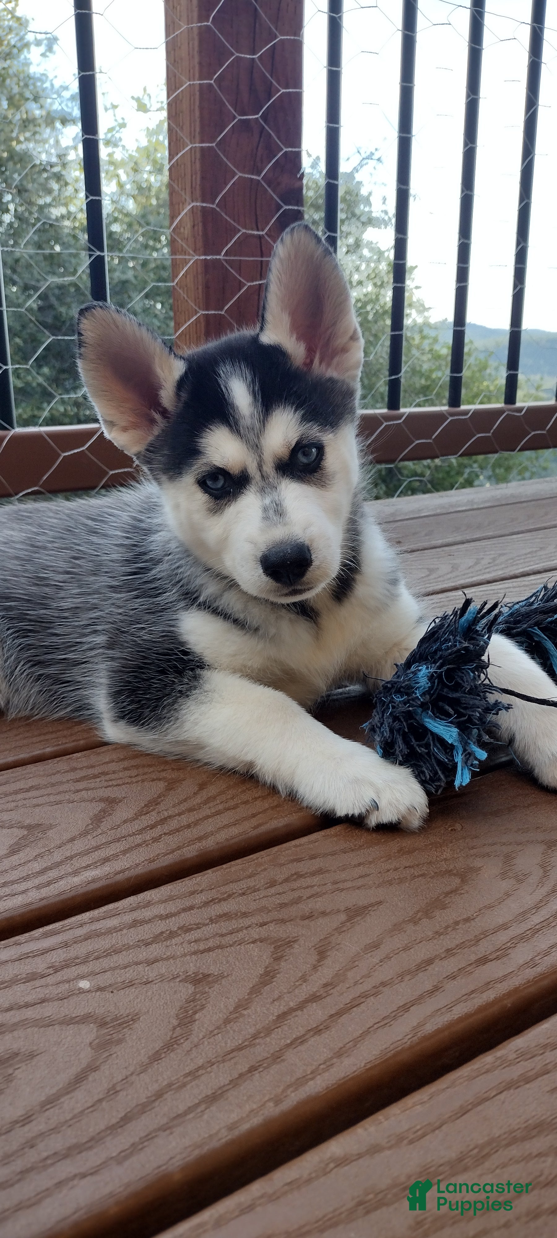 Gerberian Shepsky dogs Wolf - Ad 1