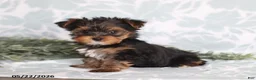 Yorkshire Terrier dogs for sale: Mia - Ad 5