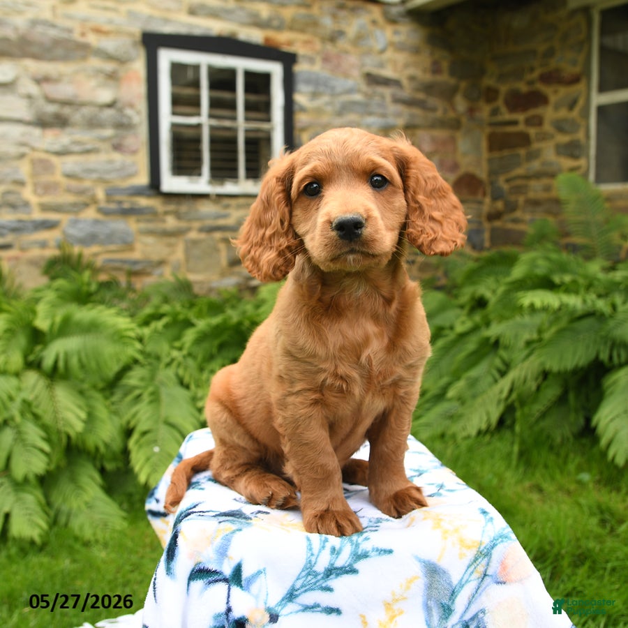 Cockapoo dogs Denver - Ad 1