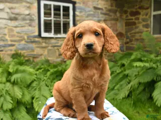 Cockapoo dogs for sale: Denver - Ad 1